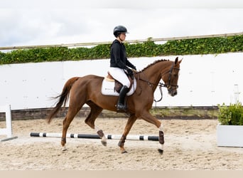 Oldenburg, Stallone, 5 Anni, 163 cm, Sauro