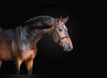 Oldenburg, Stallone, 5 Anni, 168 cm