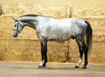 Oldenburg, Stallone, 5 Anni, 170 cm, Grigio
