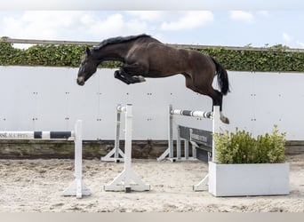 Oldenburg, Stallone, 5 Anni, 171 cm, Baio scuro