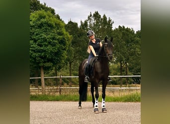 Oldenburg, Stallone, 5 Anni, Baio scuro