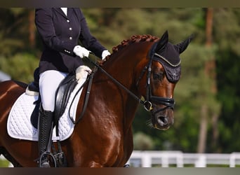 Oldenburg, Stallone, 7 Anni, 165 cm, Sauro scuro