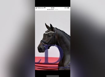 Oldenburg, Stallone, 7 Anni, 170 cm, Baio