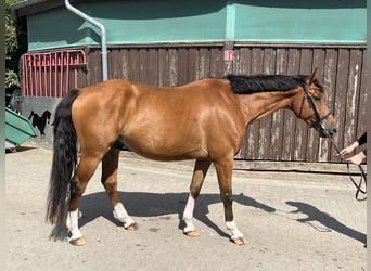 Oldenburg, Stallone, 8 Anni, 165 cm, Baio