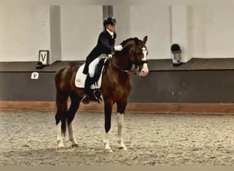 Oldenburg, Stallone, 8 Anni, 174 cm, Sauro scuro