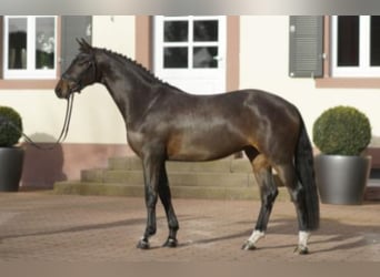 Oldenburg, Stallone, 11 Anni, 167 cm, Baio