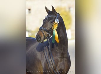 Oldenburg, Stallone, 11 Anni, 167 cm, Baio