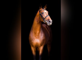 Oldenburg, Stallone, 13 Anni, 169 cm, Baio