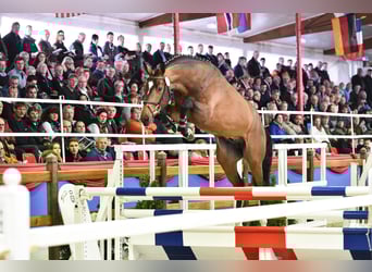 Oldenburg, Stallone, 13 Anni, 169 cm, Baio