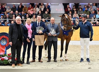 Oldenburg, Stallone, 4 Anni, 168 cm, Baio