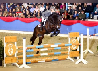 Oldenburg, Stallone, 11 Anni, 173 cm, Baio nero