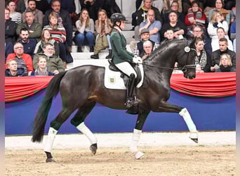 Oldenburg, Stallone, 8 Anni, 170 cm, Baio nero