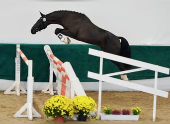 Oldenburg, Stallone, 12 Anni, 168 cm, Baio scuro