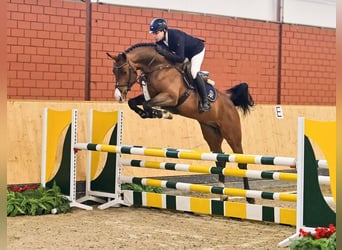 Oldenburg, Stallone, 4 Anni, 169 cm, Baio