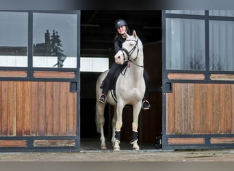 Oldenburg, Stallone, 7 Anni, 164 cm, Cremello