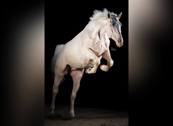 Oldenburg, Stallone, 7 Anni, 164 cm, Cremello