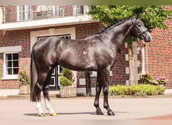 Oldenburg, Stallone, 5 Anni, 170 cm, Grigio