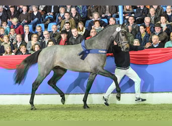 Oldenburg, Stallone, 11 Anni, 168 cm, Grigio