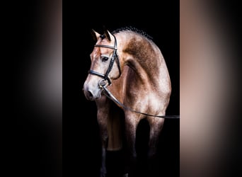 Oldenburg, Stallone, 11 Anni, 168 cm, Grigio