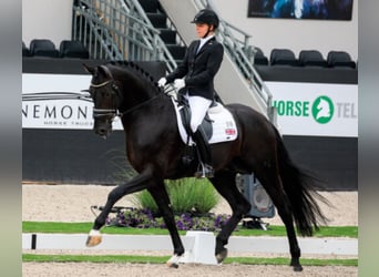 Oldenburg, Stallone, 12 Anni, 174 cm, Morello