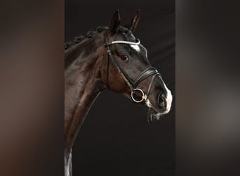 Oldenburg, Stallone, 8 Anni, 167 cm, Morello
