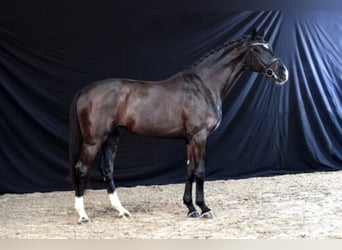 Oldenburg, Stallone, 8 Anni, 167 cm, Morello