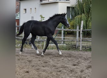 Oldenburg, Stallone, Puledri (04/2025), 140 cm, Grigio
