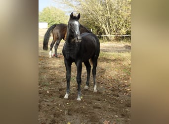 Oldenburg, Stallone, Puledri (04/2025), 140 cm, Grigio