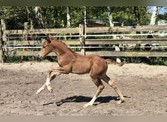 Oldenburg, Stallone, Puledri (04/2024), 167 cm, Sauro scuro