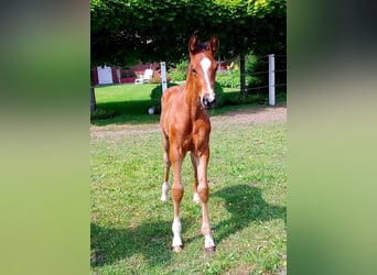 Oldenburg, Stallone, Puledri (04/2026), 168 cm, Baio