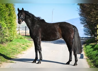 Oldenburg, Stallone, Puledri (03/2026), 170 cm, Baio