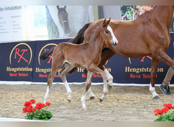 Oldenburg, Stallone, Puledri (04/2026), 170 cm, Baio