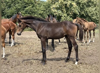 Oldenburg, Stallone, Puledri (03/2026), 170 cm, Baio scuro