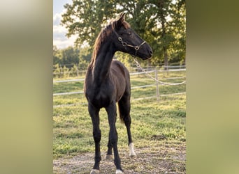 Oldenburg, Stallone, Puledri (05/2026), 170 cm, Morello