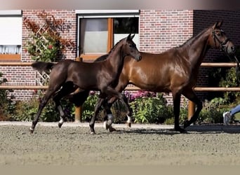 Oldenburg, Stallone, Puledri (04/2026), 175 cm, Grigio