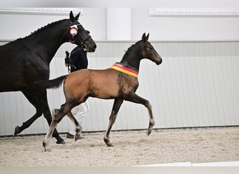 Oldenburg, Stallone, Puledri (04/2026), Baio