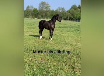 Oldenburg, Stallone, Puledri (03/2026), Baio nero