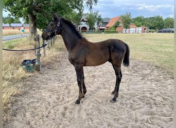 Oldenburg, Stallone, Puledri (04/2026), Baio nero