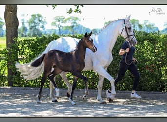 Oldenburg, Stallone, Puledri (04/2026)