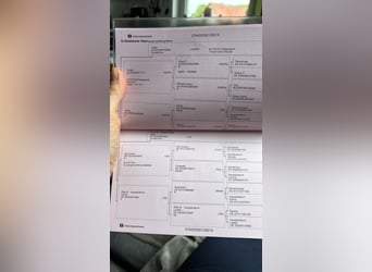 Oldenburg, Stallone, Puledri (04/2026), Morello