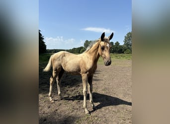 Oldenburg Mix, Stallone, Puledri (04/2025), Palomino