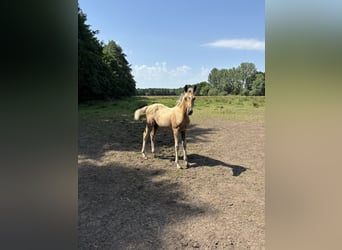 Oldenburg Mix, Stallone, Puledri (04/2025), Palomino