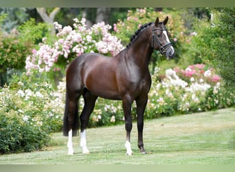 Oldenburg, Stallone, 13 Anni, 167 cm, Sauro scuro