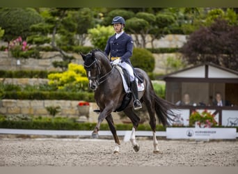 Oldenburg, Stallone, 13 Anni, 167 cm, Sauro scuro