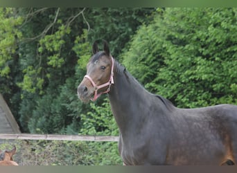Oldenburg, Unknown, Foal (04/2026), 17 hh