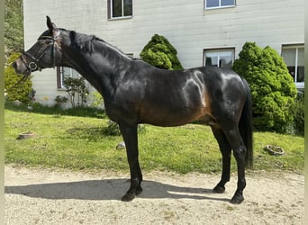 Oldenburgare, Hingst, 14 år, 175 cm, Rökfärgad svart