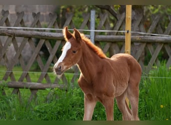 Oldenburgare, Hingst, 1 år, 170 cm, fux