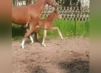 Oldenburgare, Hingst, 1 år, 170 cm, fux