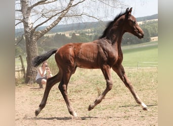 Oldenburgare, Hingst, 1 år, 170 cm, Mörkbrun