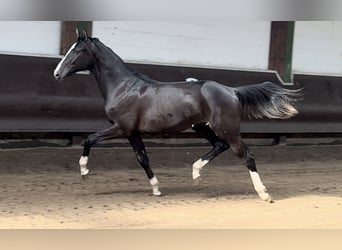 Oldenburgare, Hingst, 1 år, 170 cm, Rökfärgad svart